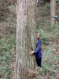 广西南宁市小凌木材批发