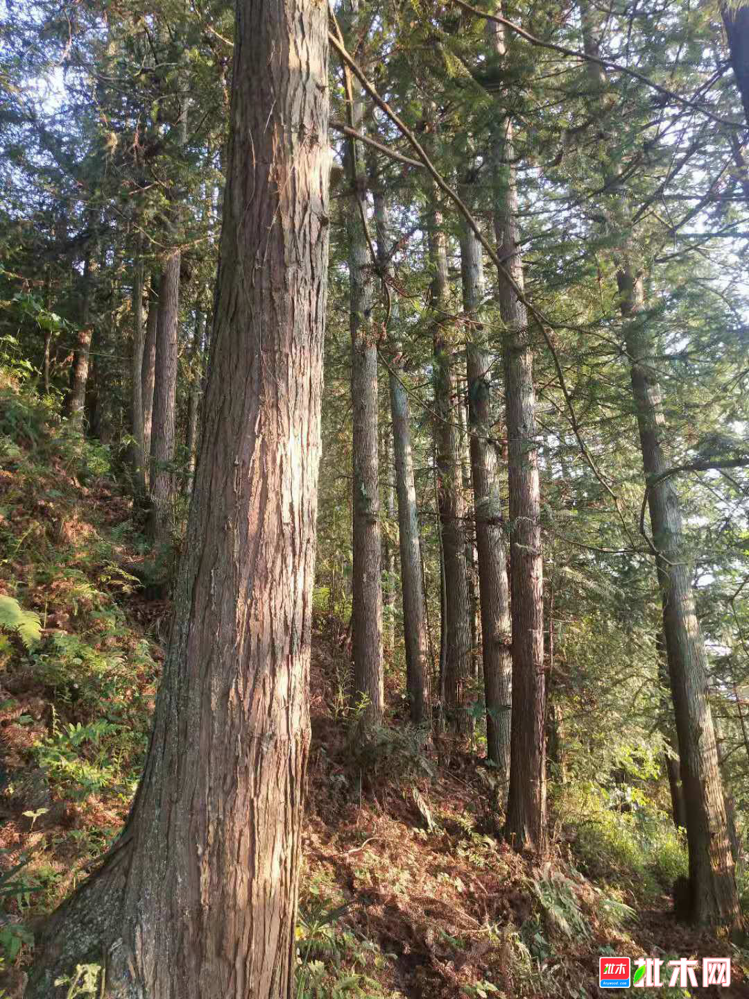 大口径红心香杉木