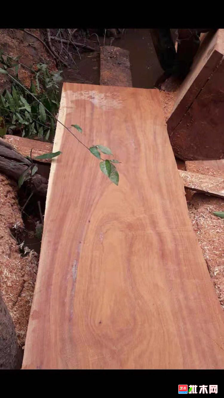 非洲酸枝,伯克苏木burkea,africana