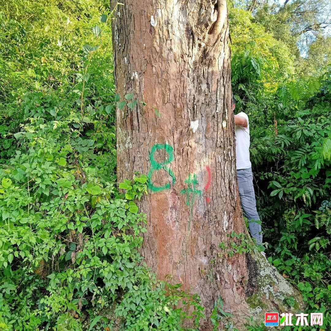 金丝榔木,中华榉