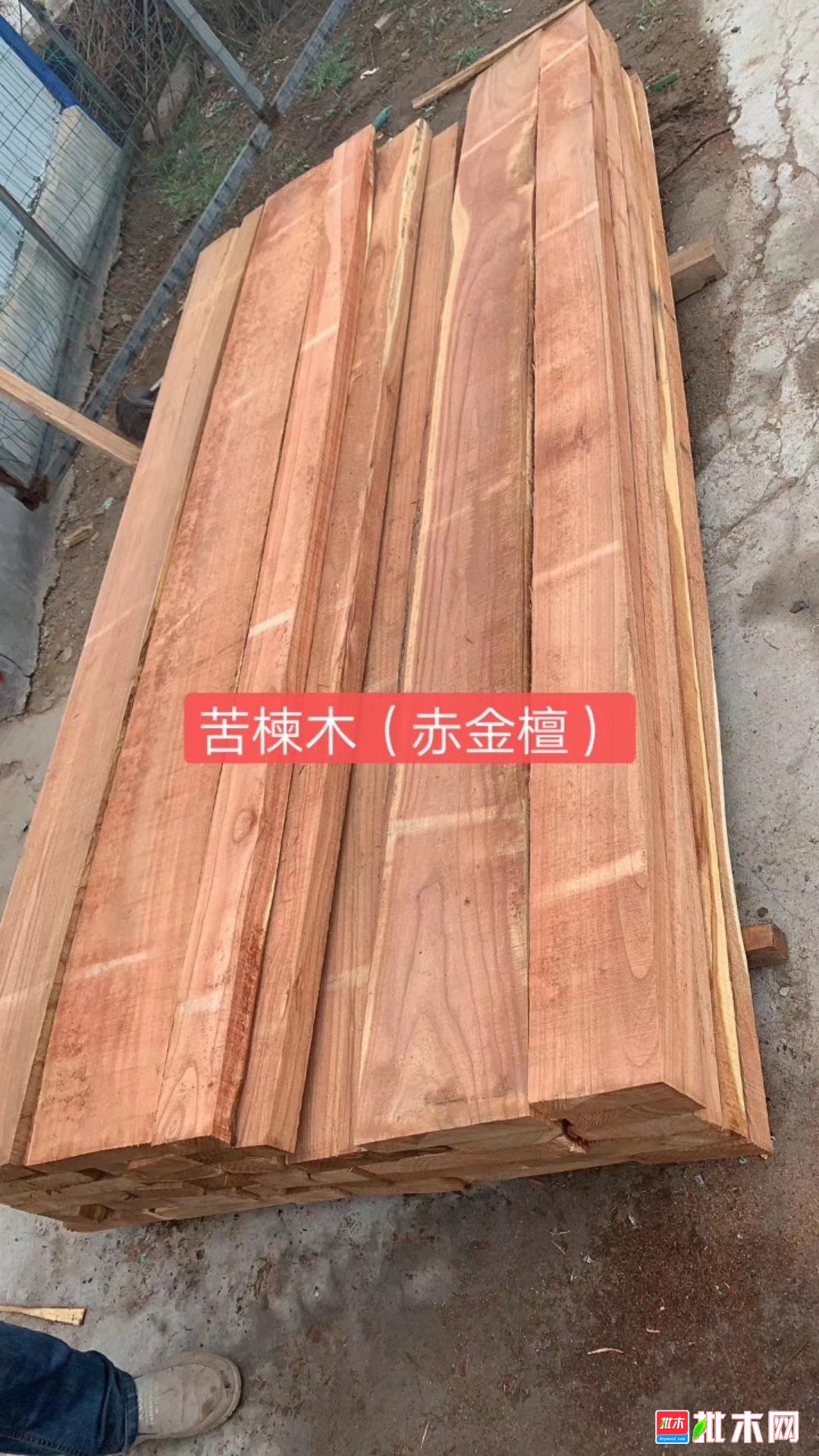 河南苦楝木家具烘干板材厂家直销 批木网