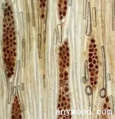 显微镜下的木头图片