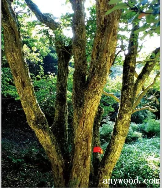 世界上最稀有的树:普陀鹅耳枥【批木网】