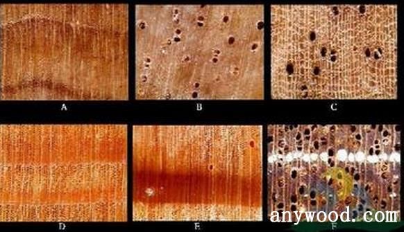 软木细胞图片图片