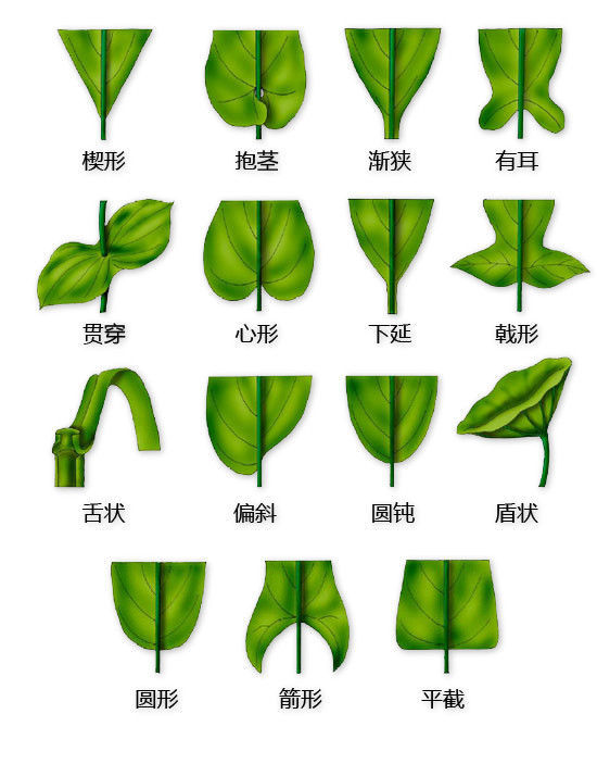 不同叶子形状名称图片图片