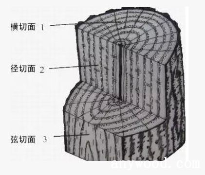 弦切面:顺着树干方向纵向锯解的切面称弦切面.