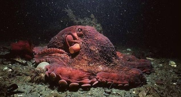 艺术无国界 美国大叔用4年时间雕刻了一只巨型章鱼【批木网】