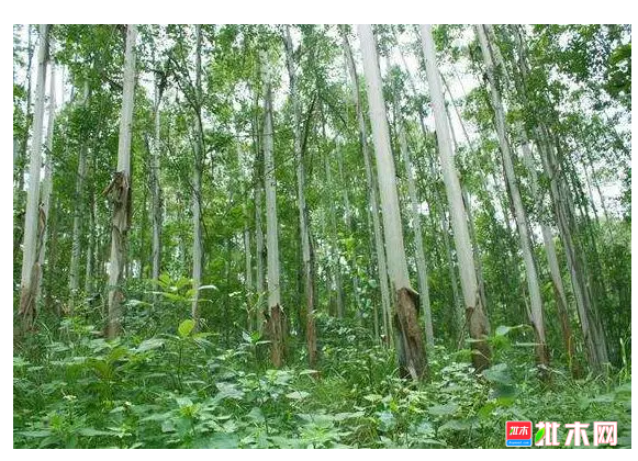 是想让热带地区都恢复热带雨林?