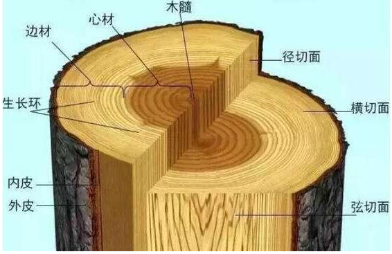 木材的横纹与顺纹图示图片