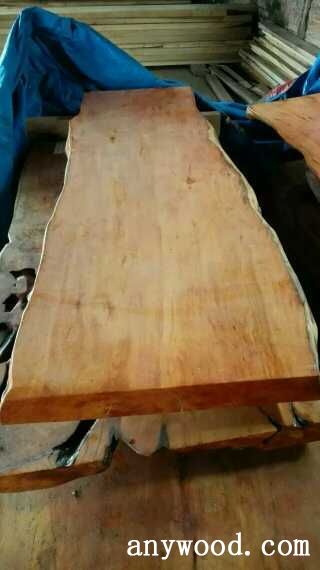 红豆杉各种规格大板