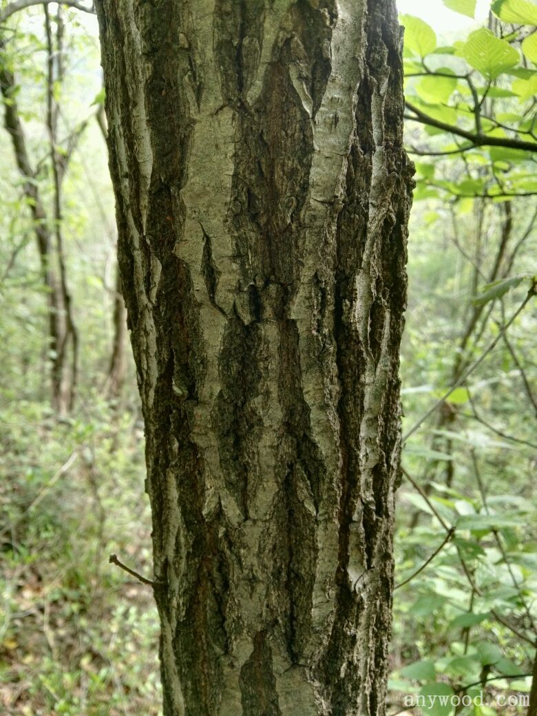 栎木树资料图片