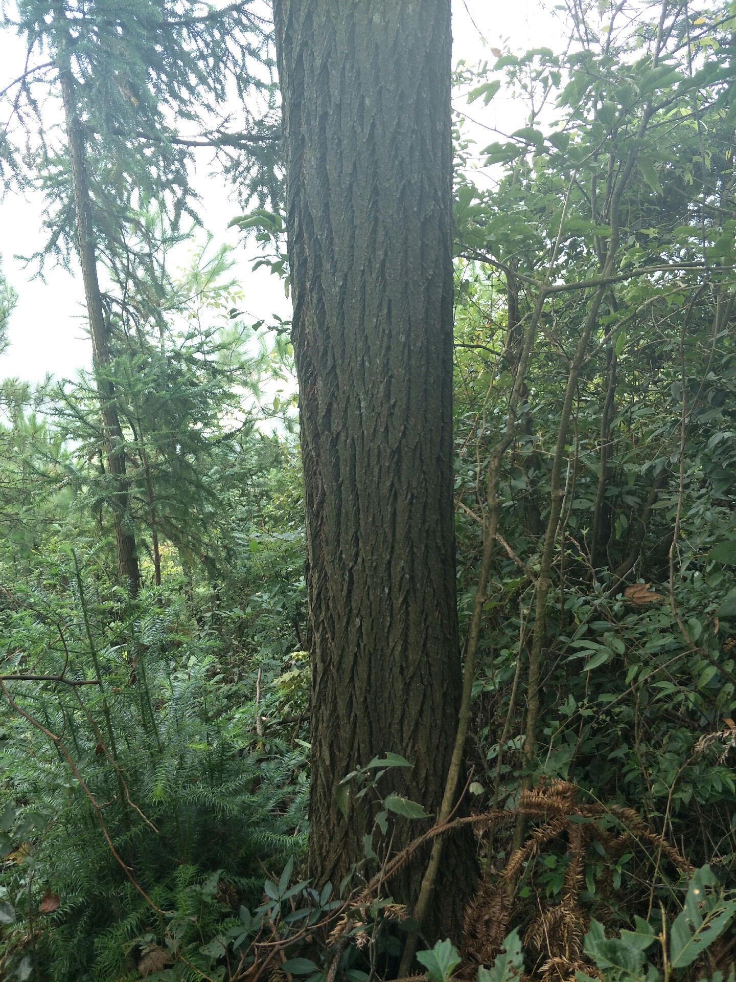 贵州梓木树图片图片