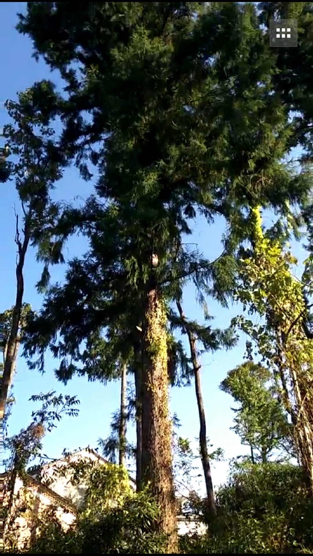 秃杉树图片图片