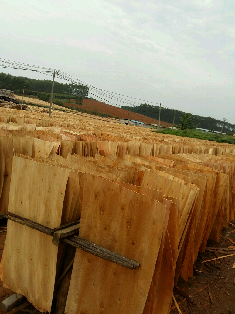 大量生产各种规格的桉木板皮