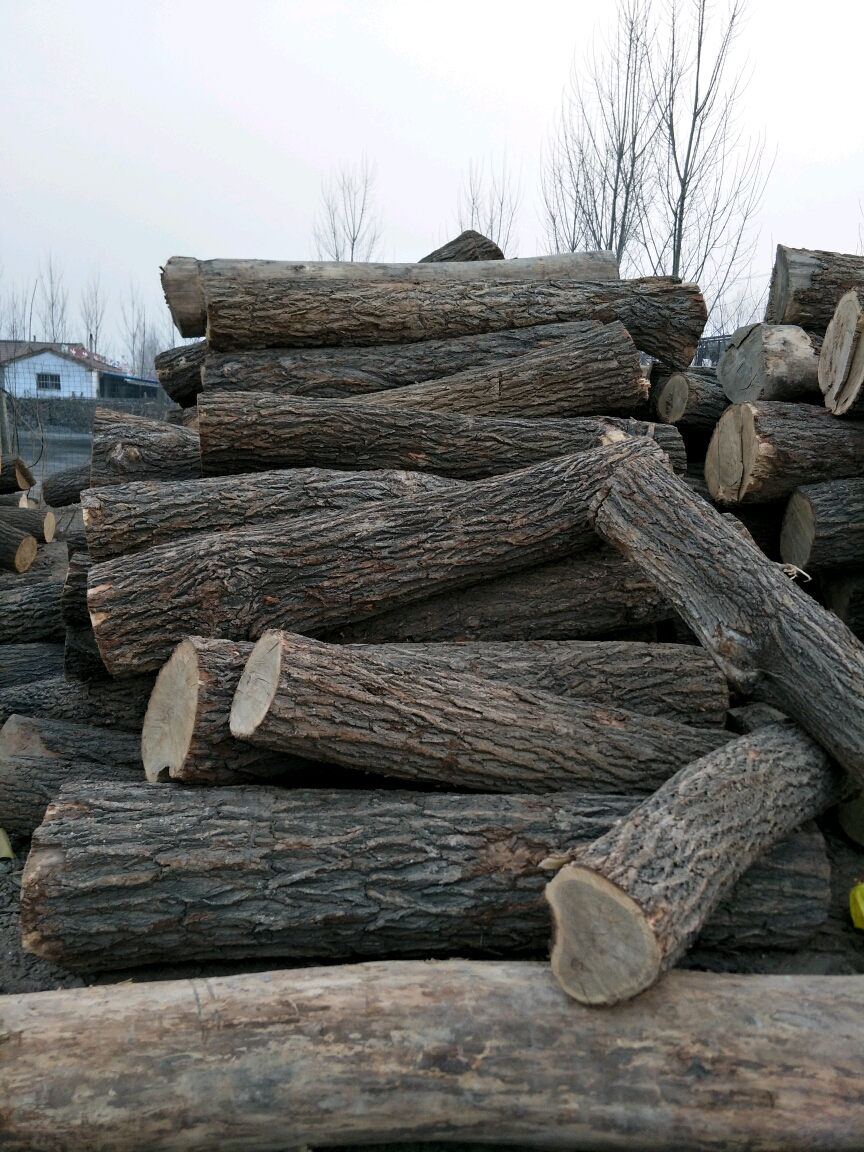 常年大量收购榆树原木直径25以上,长度2米以上,年需4000吨,电话