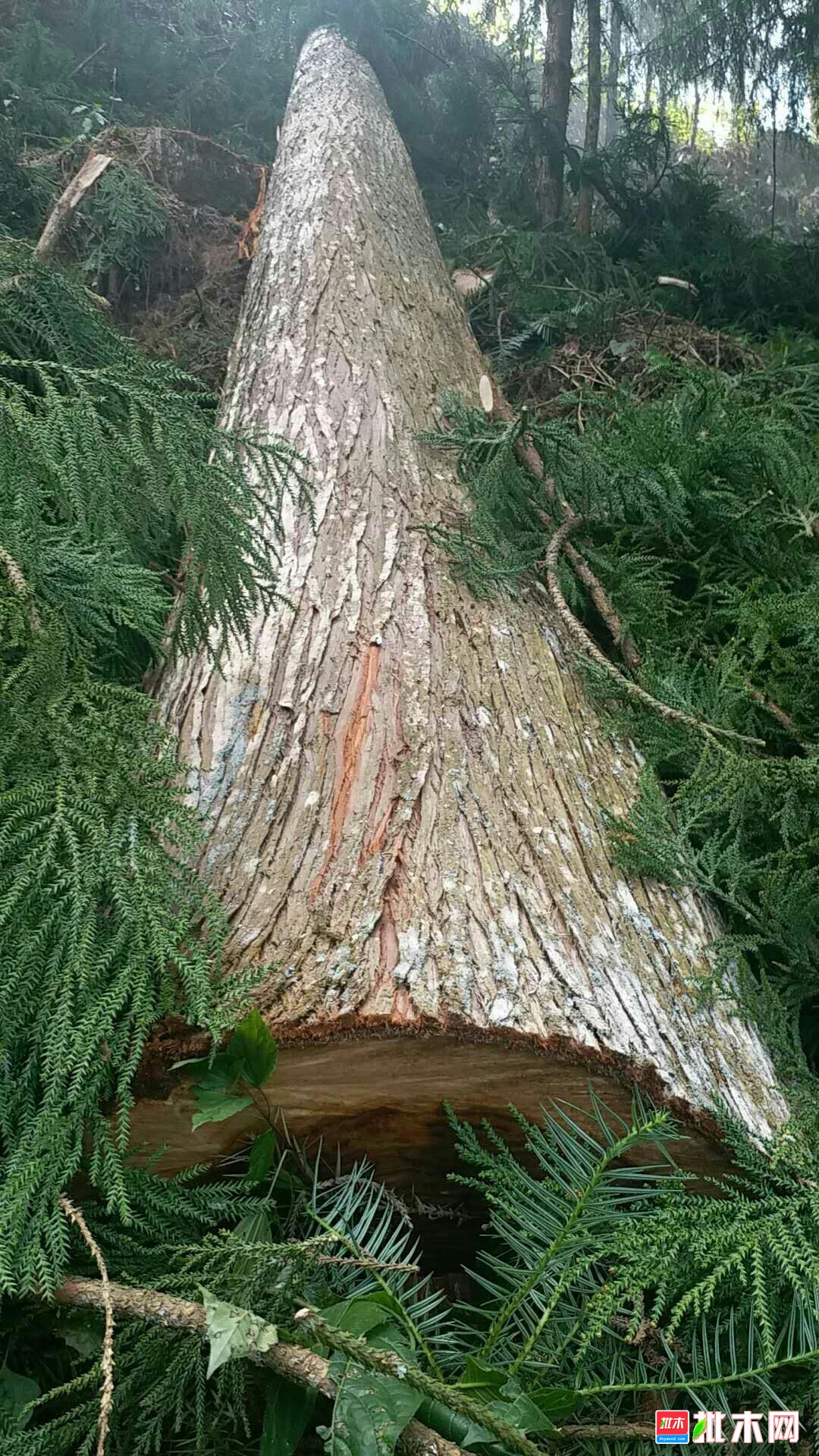 大量秃杉,欢迎欣赏