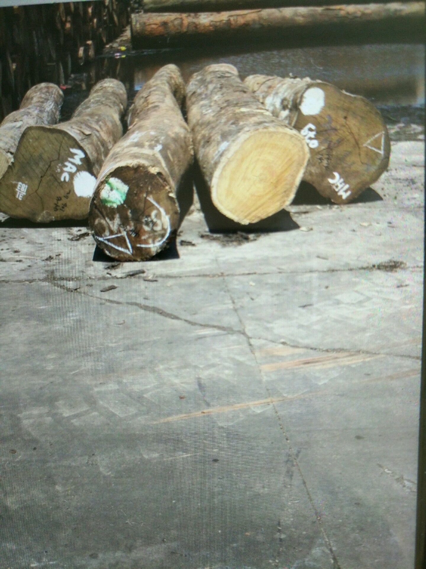 云南黄心楠木木材市场图片