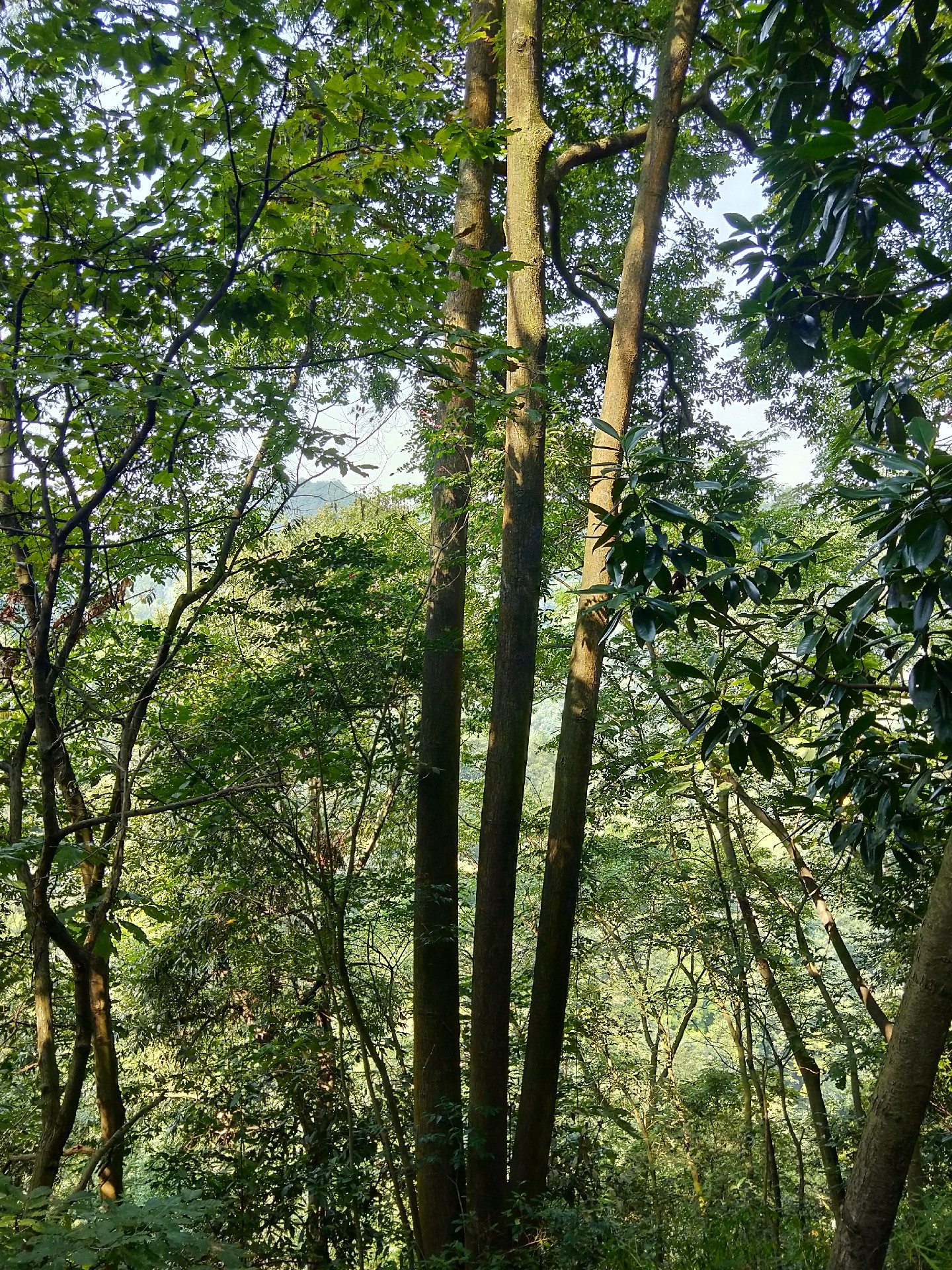 润楠盆景图片