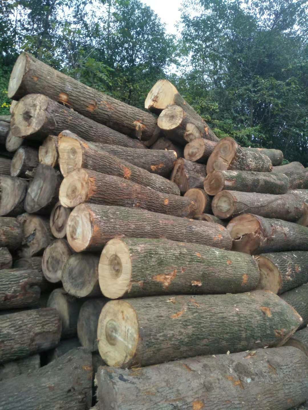 大量长期出售樟木原木 