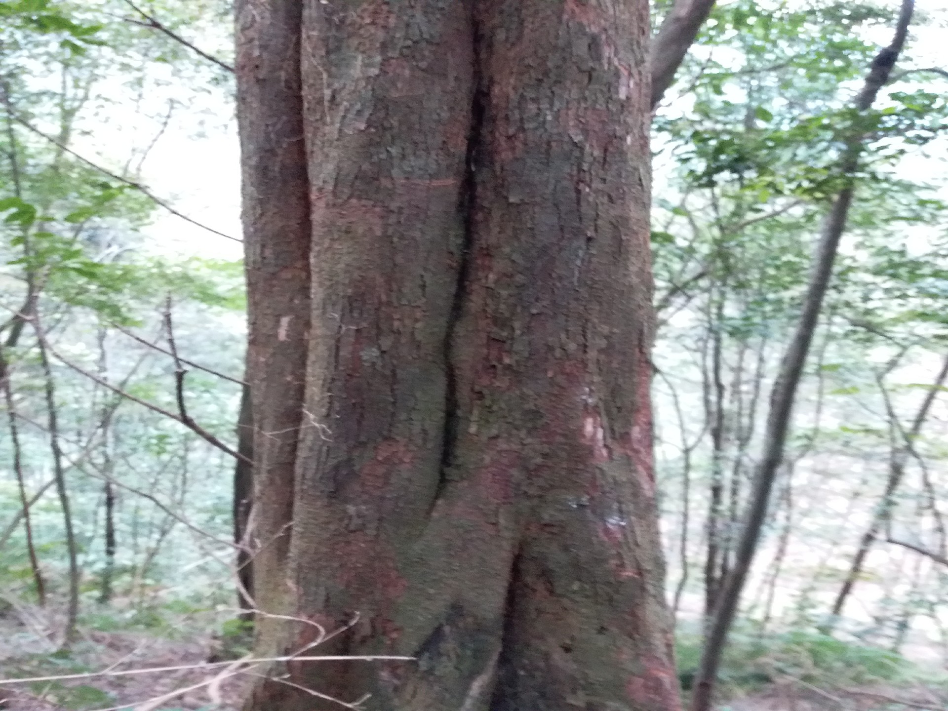 收购原木 水红树