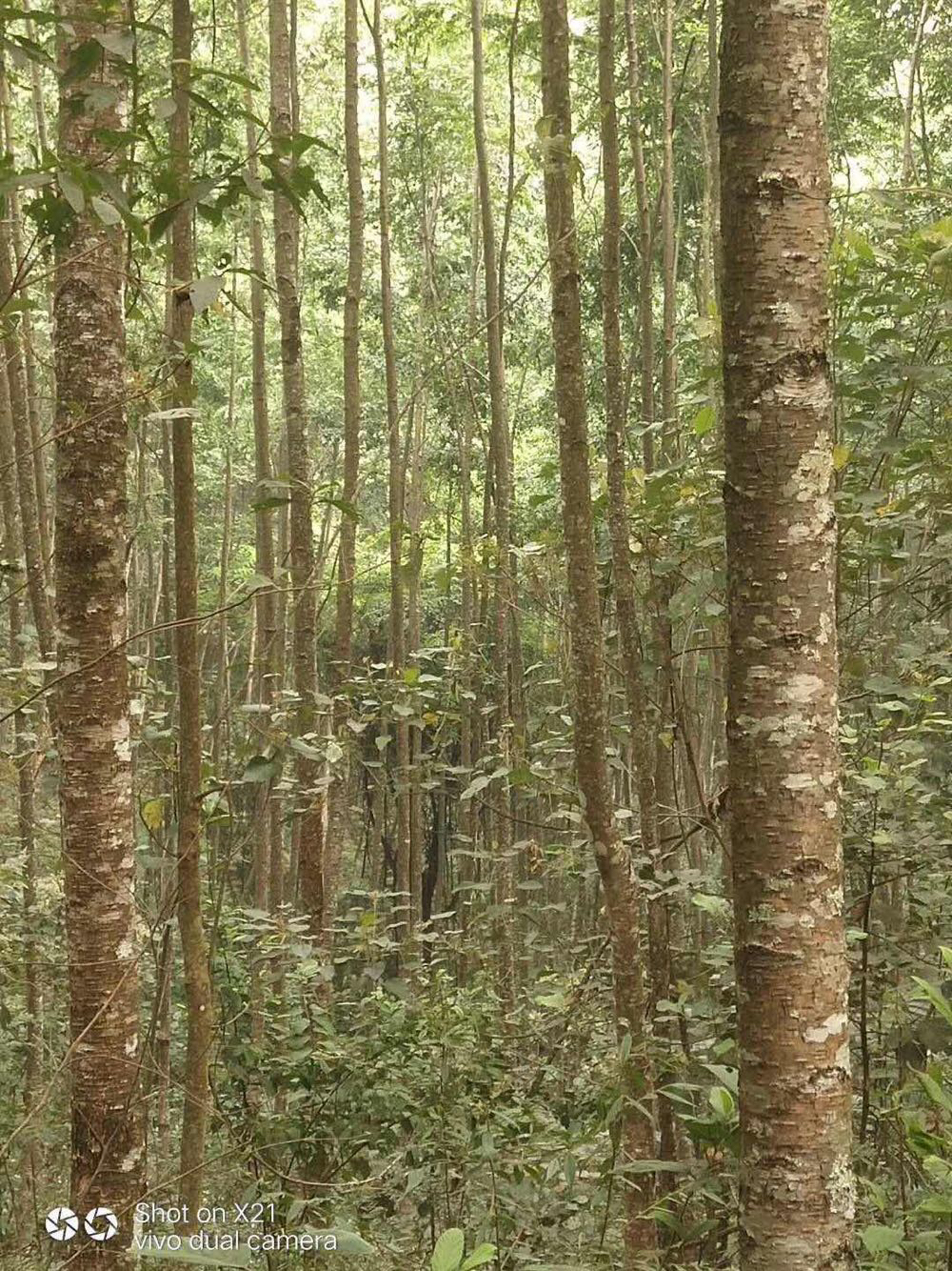 水冬瓜树原木图片图片