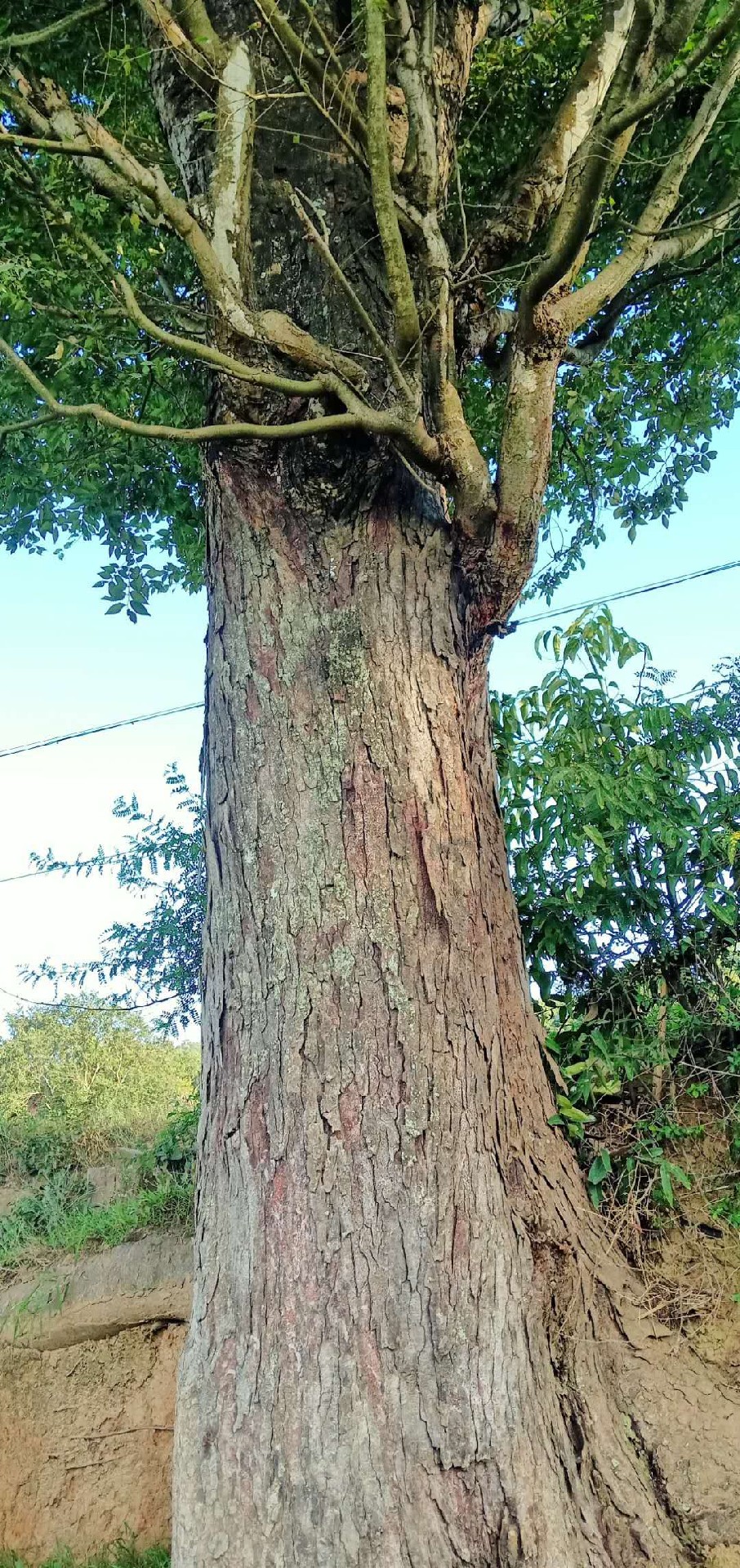 金丝榔树高清图图片