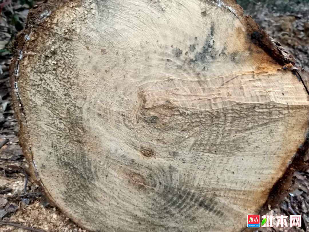 大量銷售慄木,青岡原木,燒炭樹枝,也可加工生產,18335719899即刻聯繫