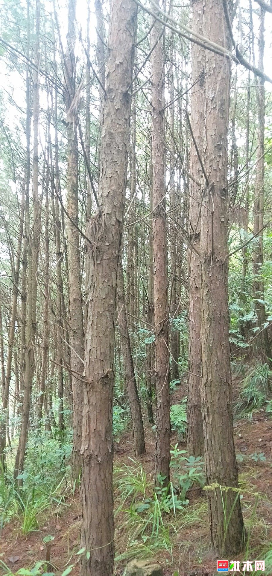长期收购杉树松树桉树圆木成片砍伐