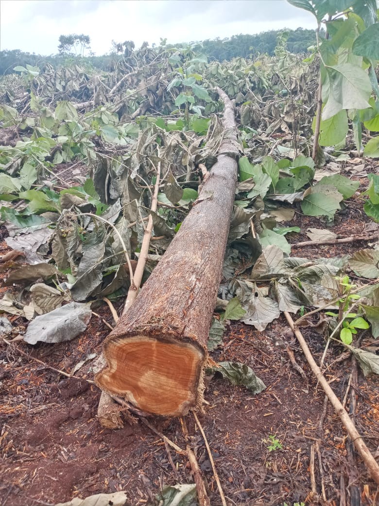 南美柚木小柚木种植林