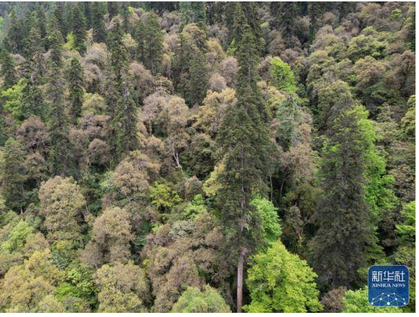 云南发现中国最高树木，一棵83.2米高的云南黄果冷杉 【批木网】