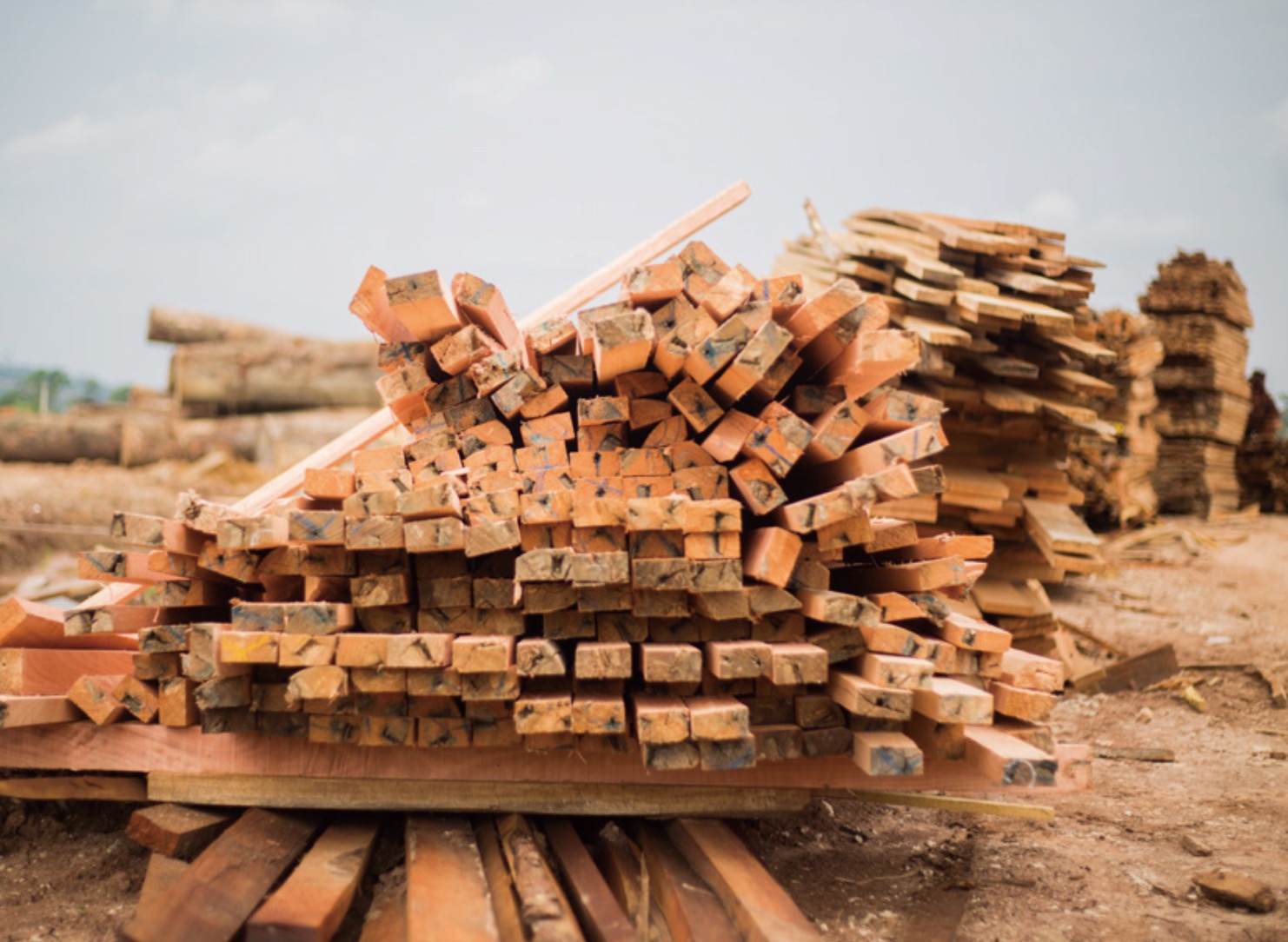加蓬最大木业公司出口增长42%【批木网】
