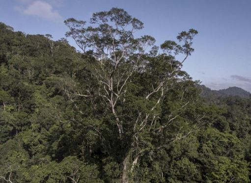 亚马逊雨林600岁树神找到了，高度超过25层楼【批木网】